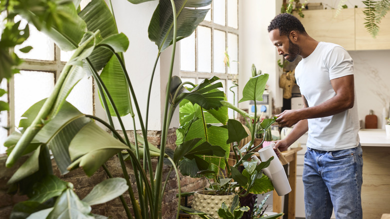 A man waters his large houseplants using a watering can.
