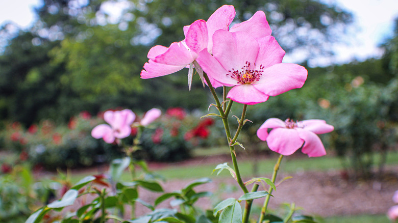 Pink Arkansas rose blooms