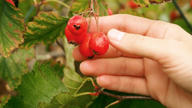 Person reaching for ripe, red rosehips on plant