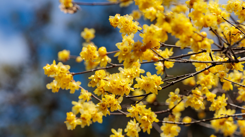 Branches on a wintersweet tree in full bloom