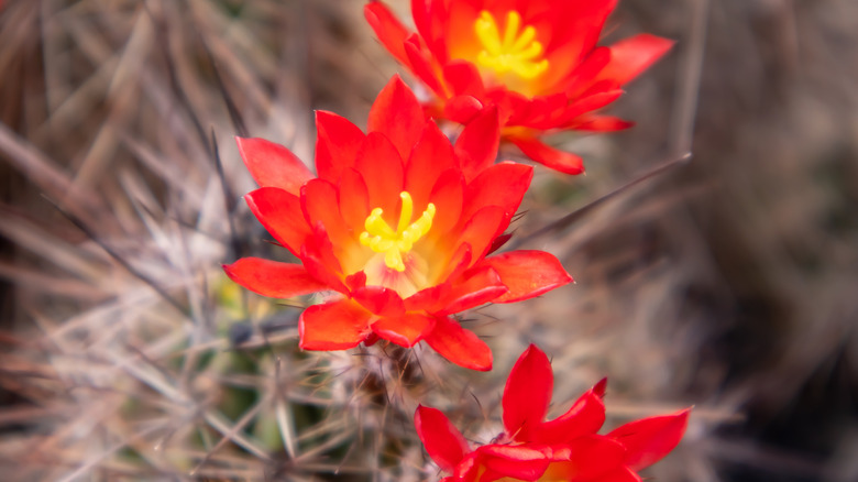 A scarlet hedgehog cactus with bright red flowers