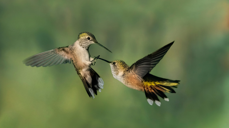 A hummingbird perches on a branch