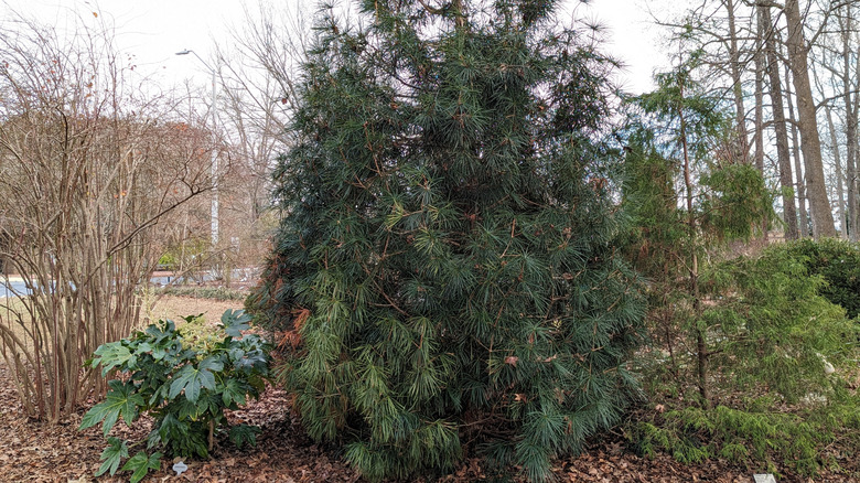 A Japanese umbrella pine grows in a forested area just off the beaten path from a nearby road.