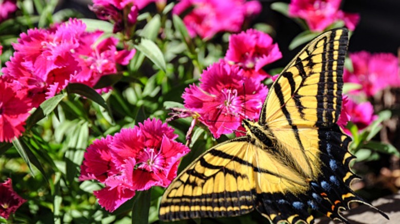 A closeup of a butterfly landed on a dianthus flower.