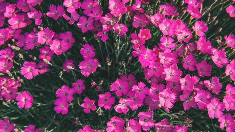 Dense growth of firewitch in a yard.