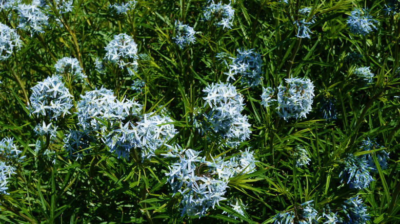 A healthy blue star in bloom in a garden.