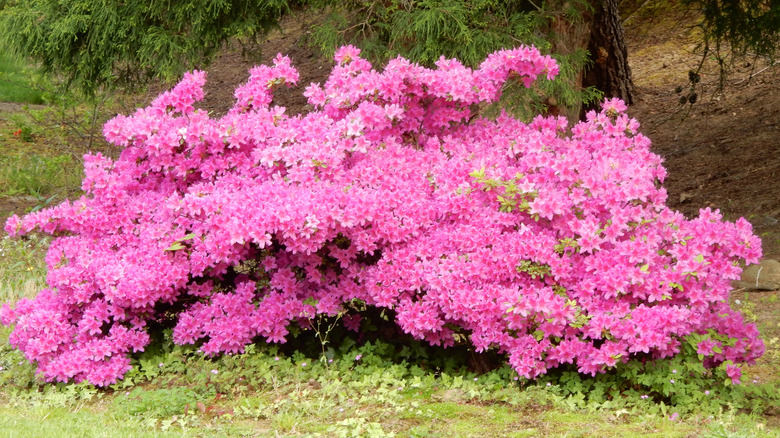 A bright pink satsuki azalea bush beneath a tree in a garden.