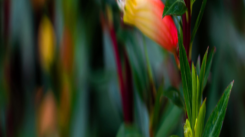 Orange and red cuphea plant close up