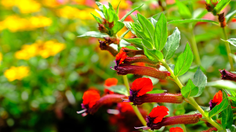 Bat faced cuphea with red flowers in bloom