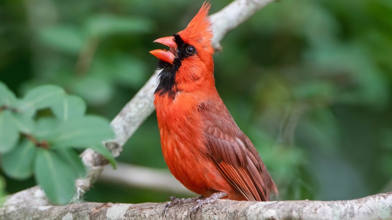 cardinal talking on tree