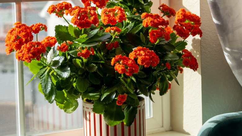 An orange winter-flowering florist kalanchoe planted in a red and white striped pot on a sunny windowsill.