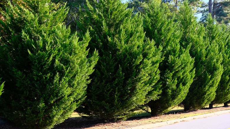 Leyland cypress trees privacy screen for driveway