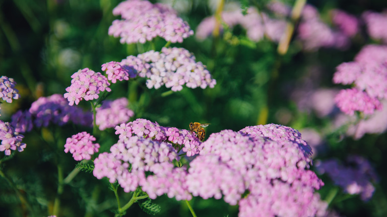 Pink yarrow blooms up close