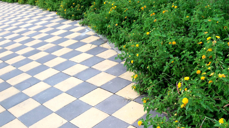 Gray and off-white checkerboard driveway with yellow flowers growing along the side.