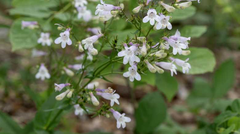 Purple and white flowers on a foxglove beardtongue plant