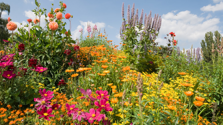 Garden with a variety of tall flowers