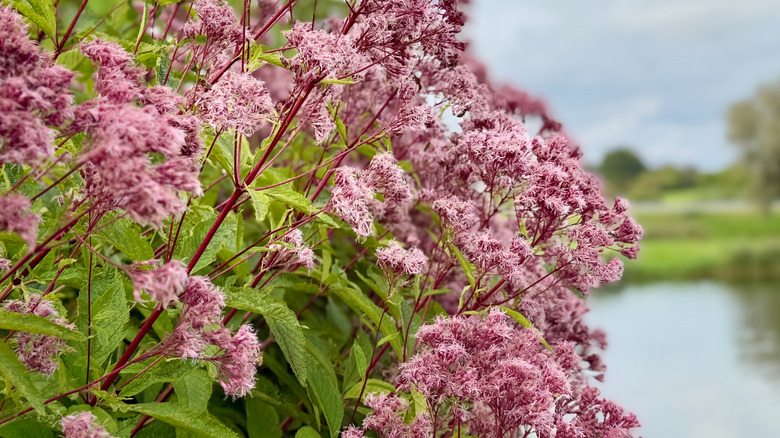 Cluster of Joe Pye weed with pink flowers