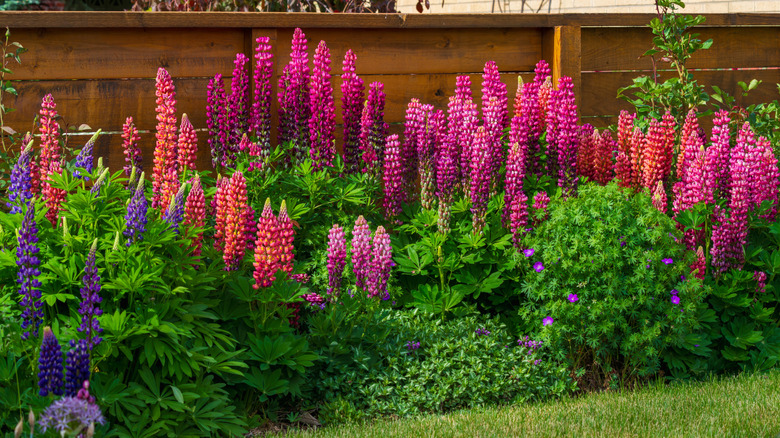 Multi-colored lupines in a garden