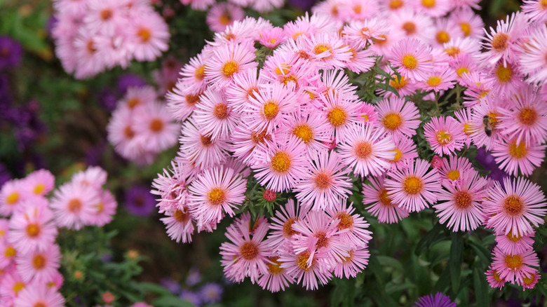 Pink New England aster flowers