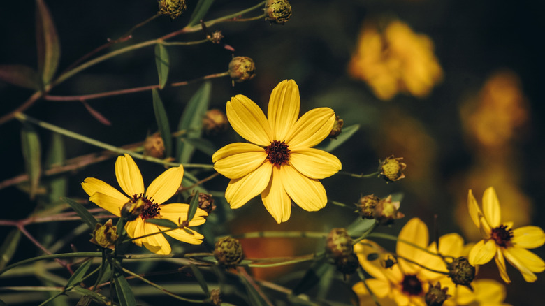 Tall coreopsis plants with yellow flowers
