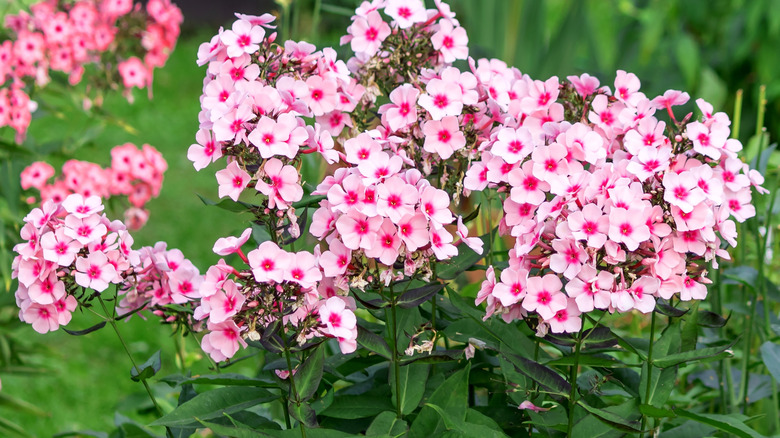 Tall pink garden phlox.