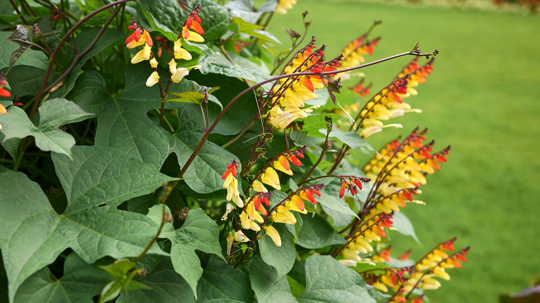 firecracker vine close up