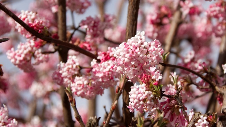 Blooming pink viburnum farreri flowers.