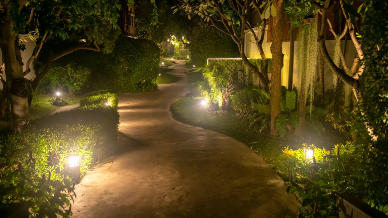 A lighted pathway with many privacy shrubs