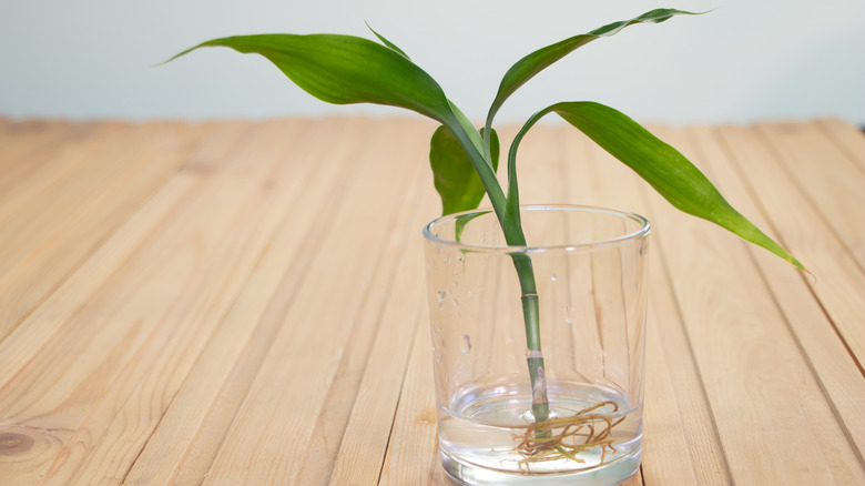 A Dracaena sanderiana lucky bamboo cutting propagating in water