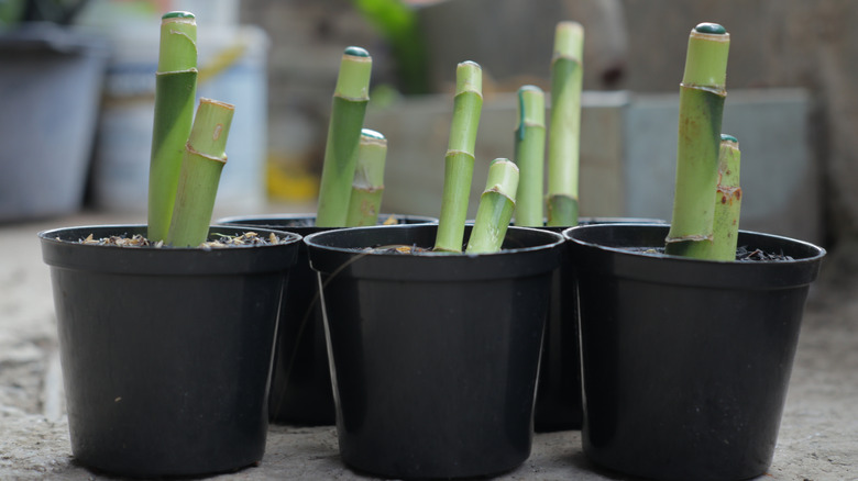 Dracaena sanderiana lucky bamboo cuttings in pots