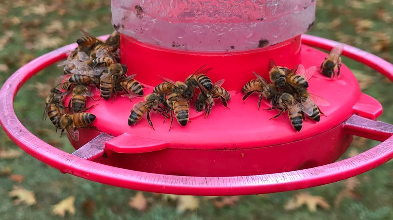 Many bees on a red hummingbird feeder