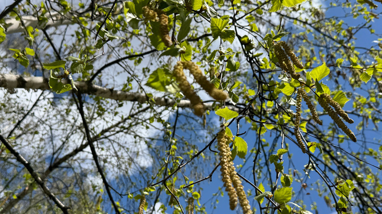 Green catkins dangle from the branches of a river birch tree.