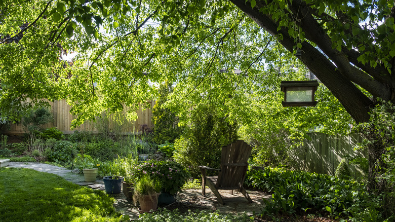 Shady backyard