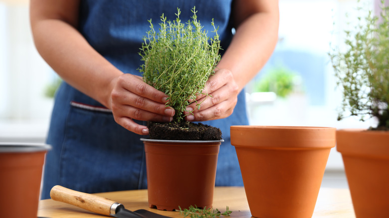 A woman wearing a blue apron plants thyme in a brown plastic nursery pot.