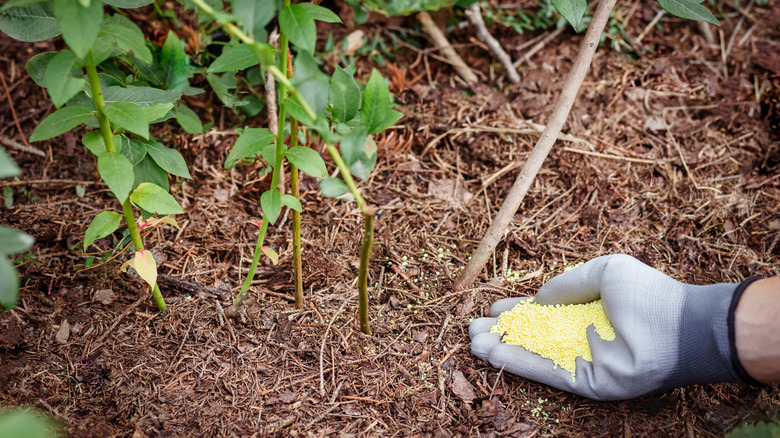 A gardener adding sulfur-based fertilizer to their plants.