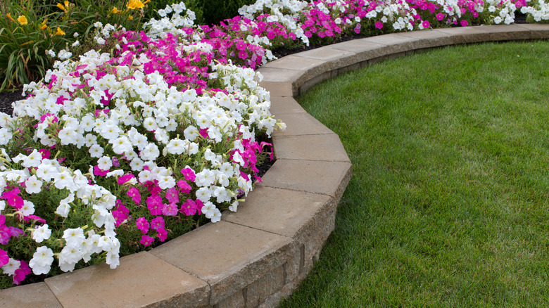 Vibrant garden beds with blooming flowers.