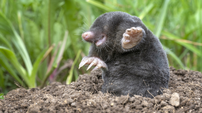 Dark grey mole emerging from molehill in the yard.
