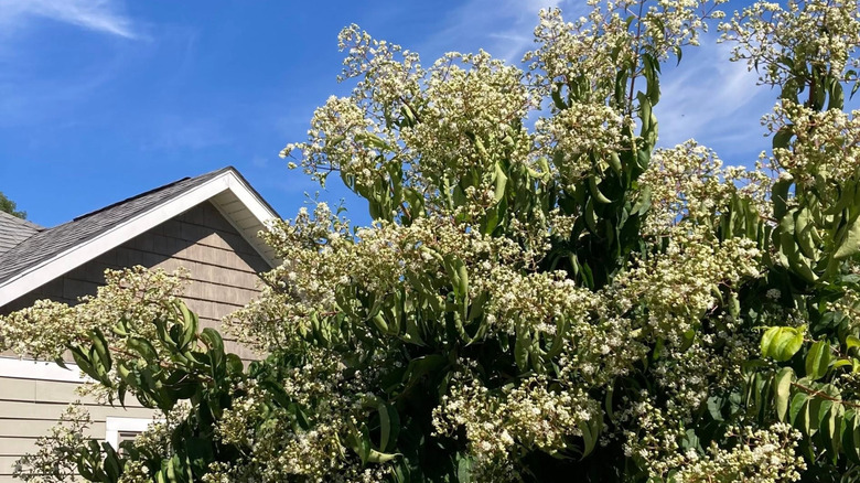 A seven-son flower growing next to a tan-colored house.