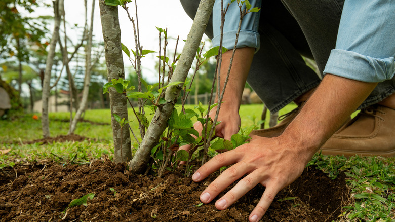 A person plants a shrub along the border of their large lawn to create some privacy.