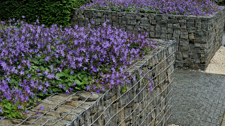 Gabion fence structure containing garden plants