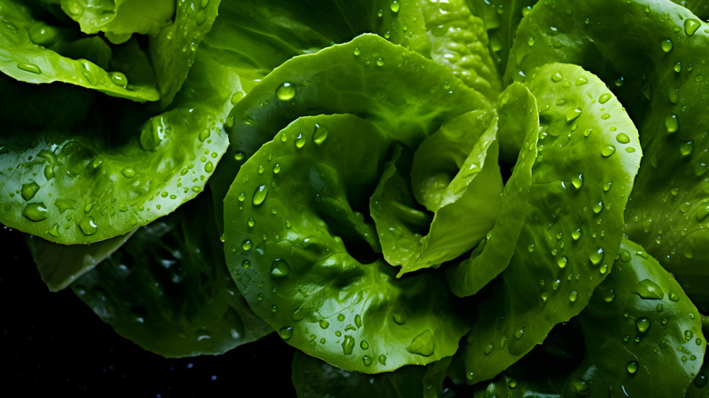 Water droplets on green lettuce