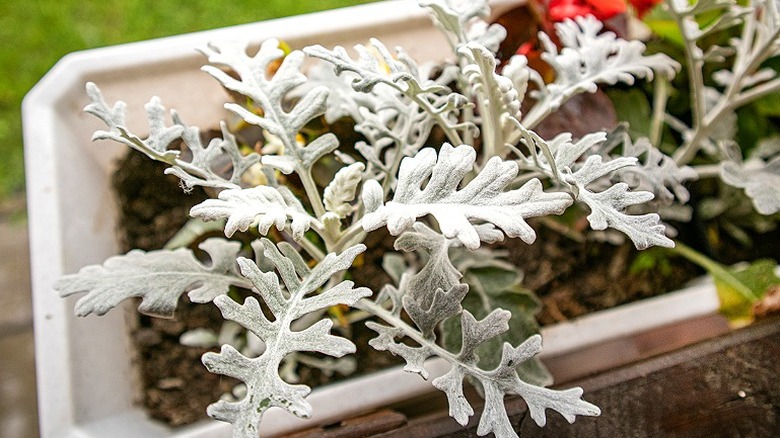 A dusty miller plant growing in a container