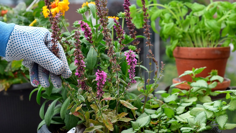 A gloved hand holds a flower to cut from a container plant, with various containers seen in the background