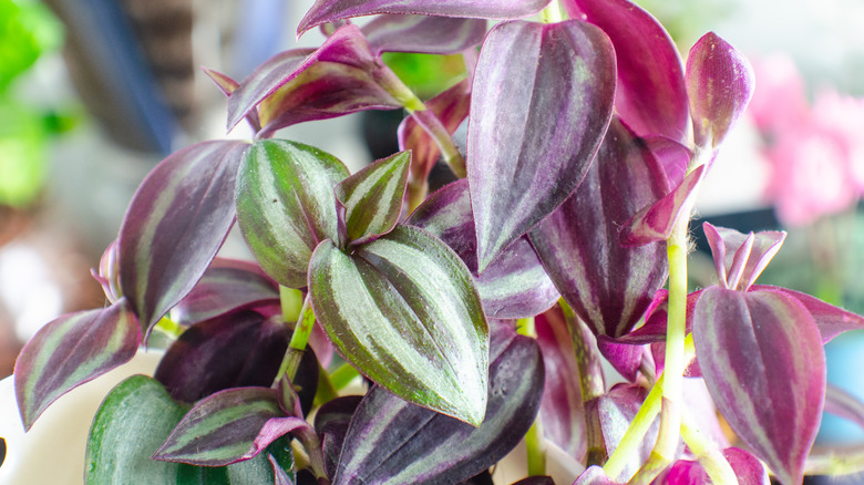 Burgundy inch plant in bright light