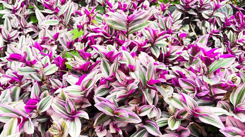 vibrant Nanouk plant thriving