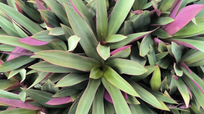 zoomed in look at oyster plant foliage