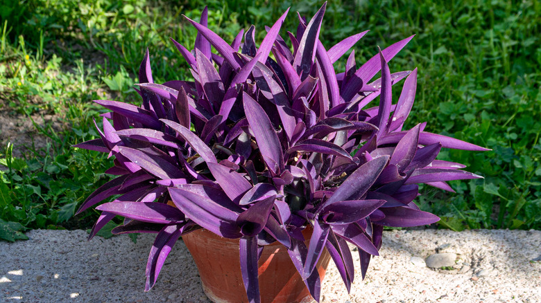 vibrant purple leaves on Purple heart plant