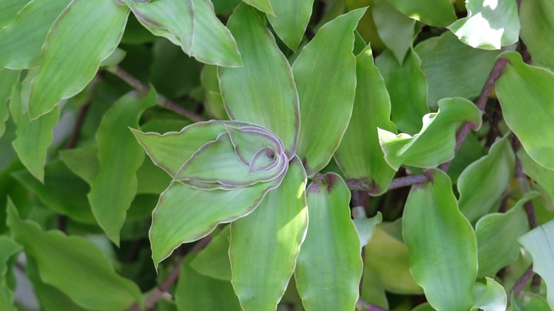 Dragon's tail inch plant with purple edges