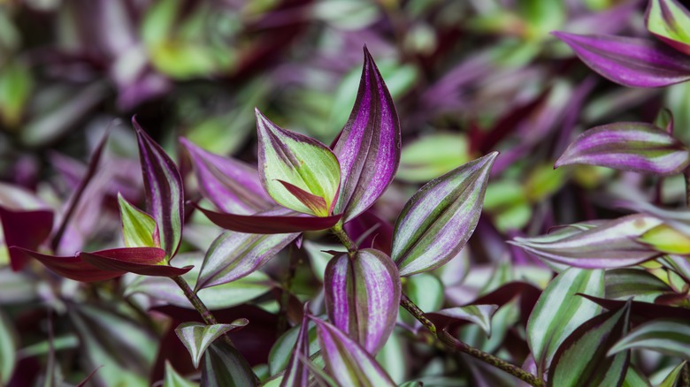 close up of Variegated inch plant folliage