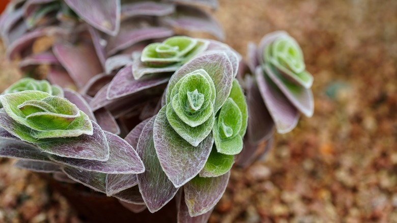 Green leaves turning purple on white velvet plant